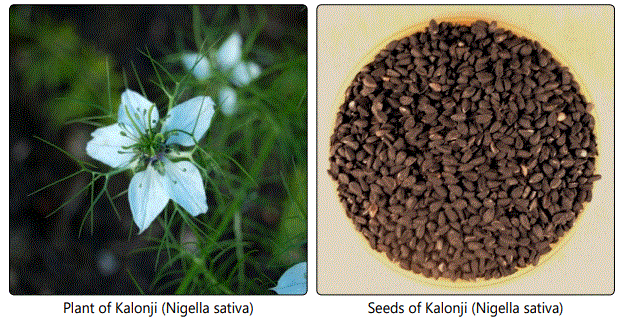 Kalonji Seeds sativa) in Strengthening the Immune System | Madridge Publishers